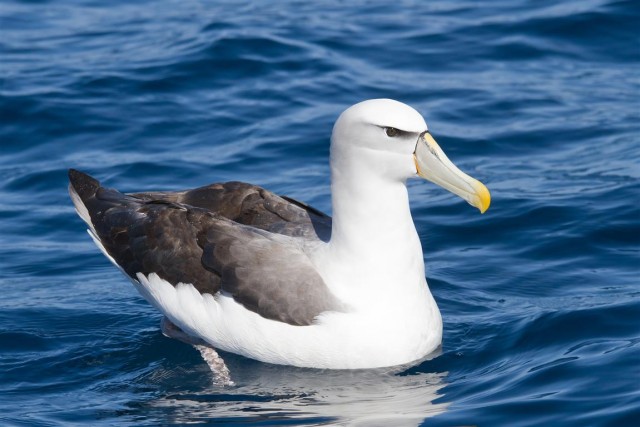 Shy albatross (Medium).jpg